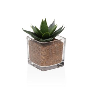 GLASS POT WITH SUCCULENT 3