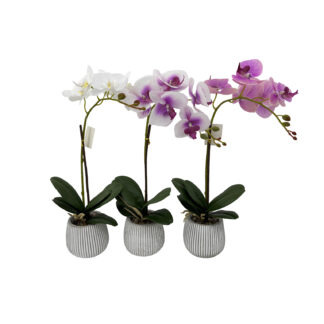 ORCHID FLOWER SET OF 3 WITH POT
